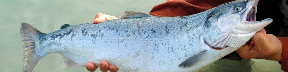 Alaskan Fishing Tours