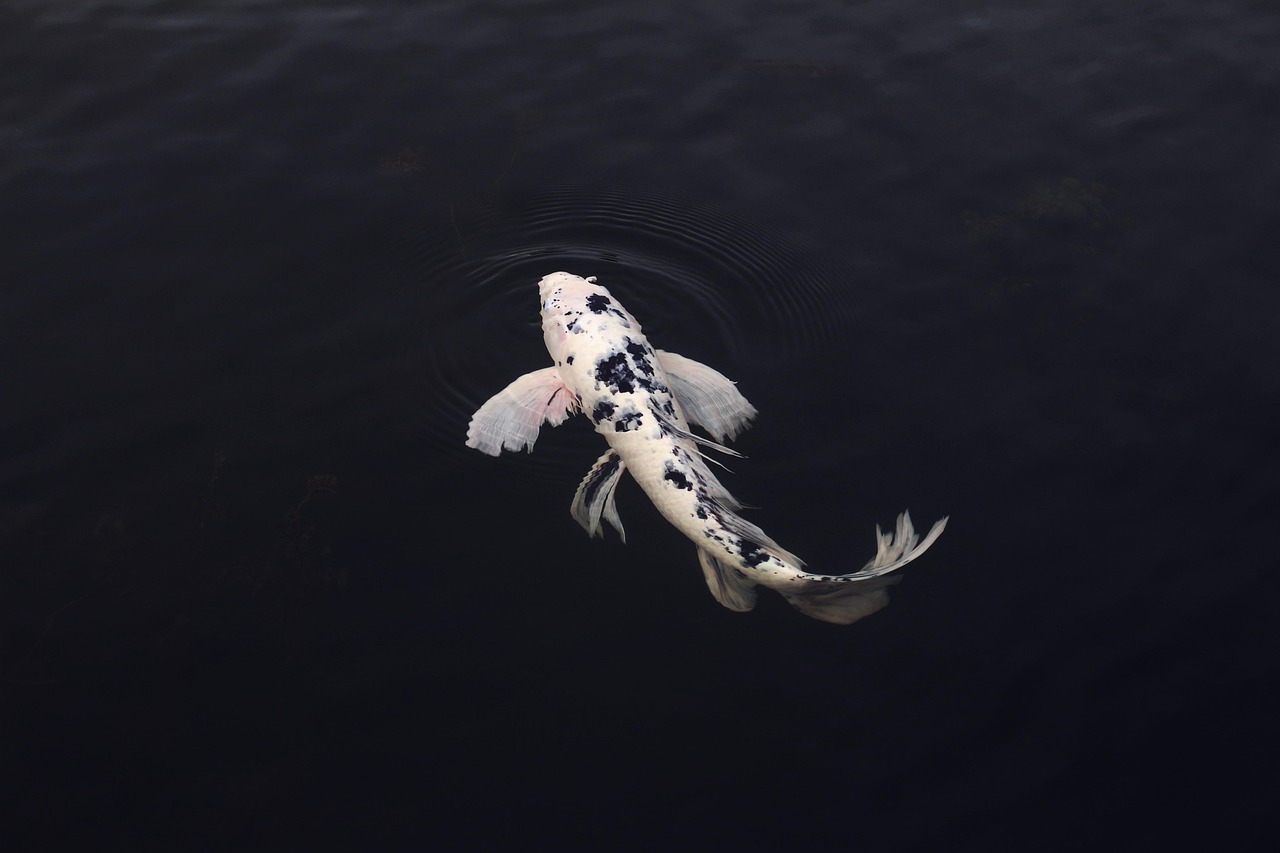 Best Times To Fish In Valdez ~ Unleash Your Inner…