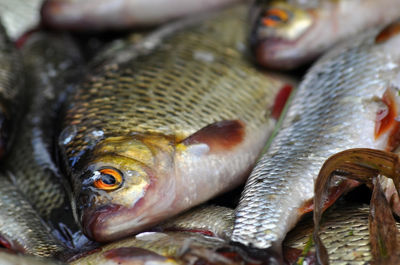 Fishing Locations: Highlight The Best Fishing Spots In And Around…