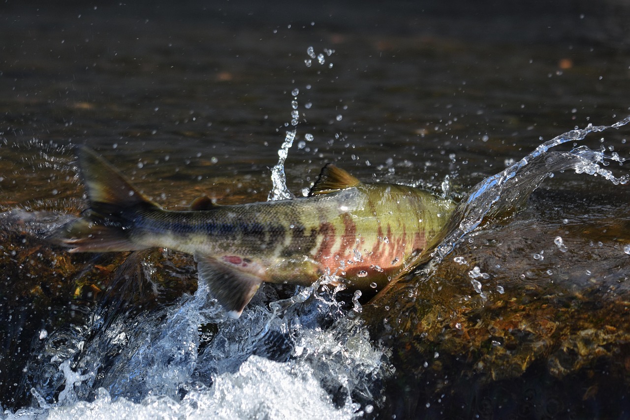 Fishing Techniques For Halibut And Salmon » Alaska Fishing Adventures:…
