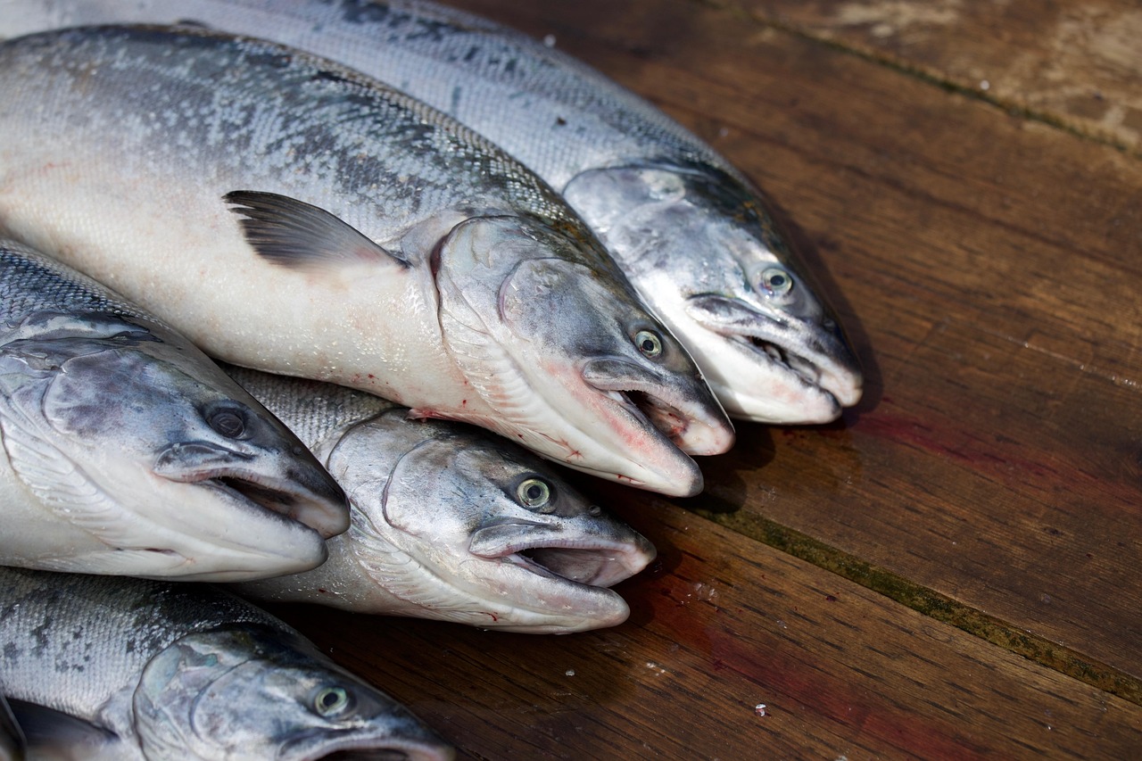Fishing Techniques For Halibut And Salmon: Get Hooked On Alaska…