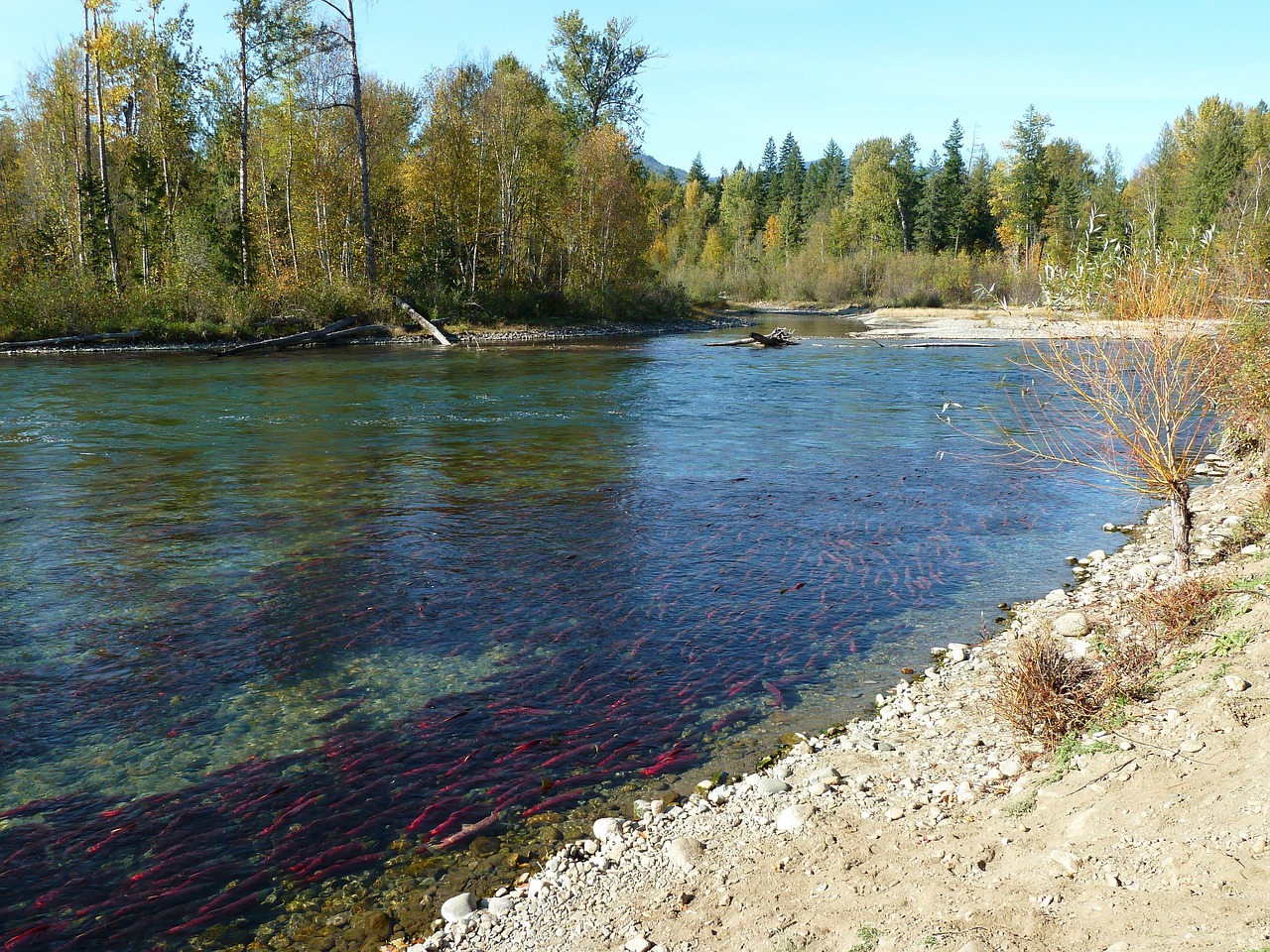 Fishing Techniques For Halibut And Salmon » Cast Your Line…