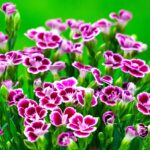 Prince William Sound Fishing - Alaska Fishing Adventures: Experience The... Prince-William-Sound-fishing_and_Wildlife-and-Nature