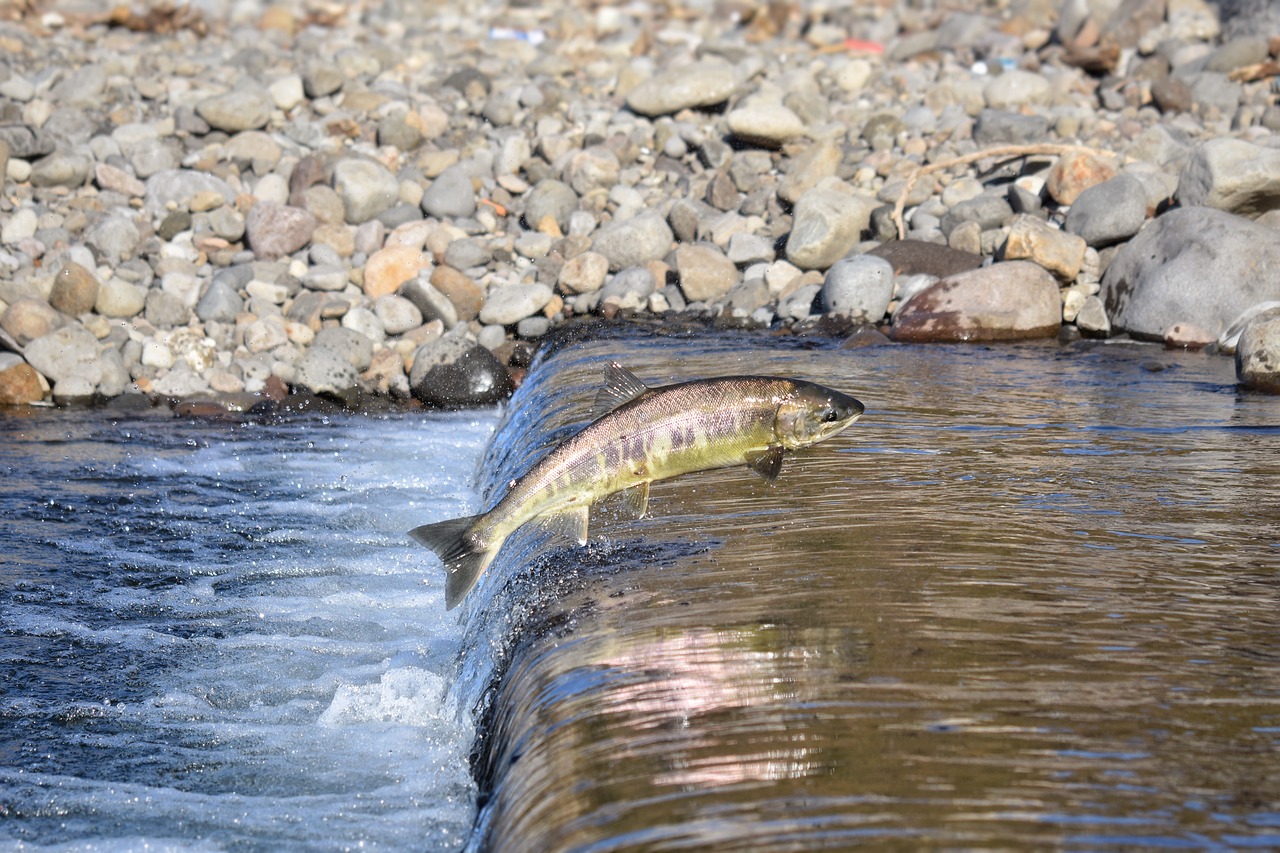 Salmon Fishing Valdez | Cast Your Line In Alaska’s Wildest…