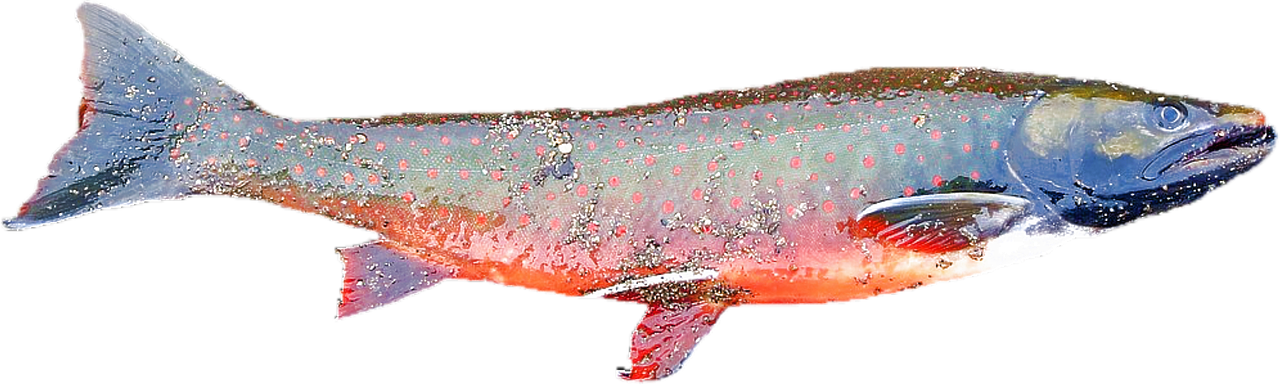 Salmon Fishing Valdez: Casting A Line In Alaska: Your Guide…