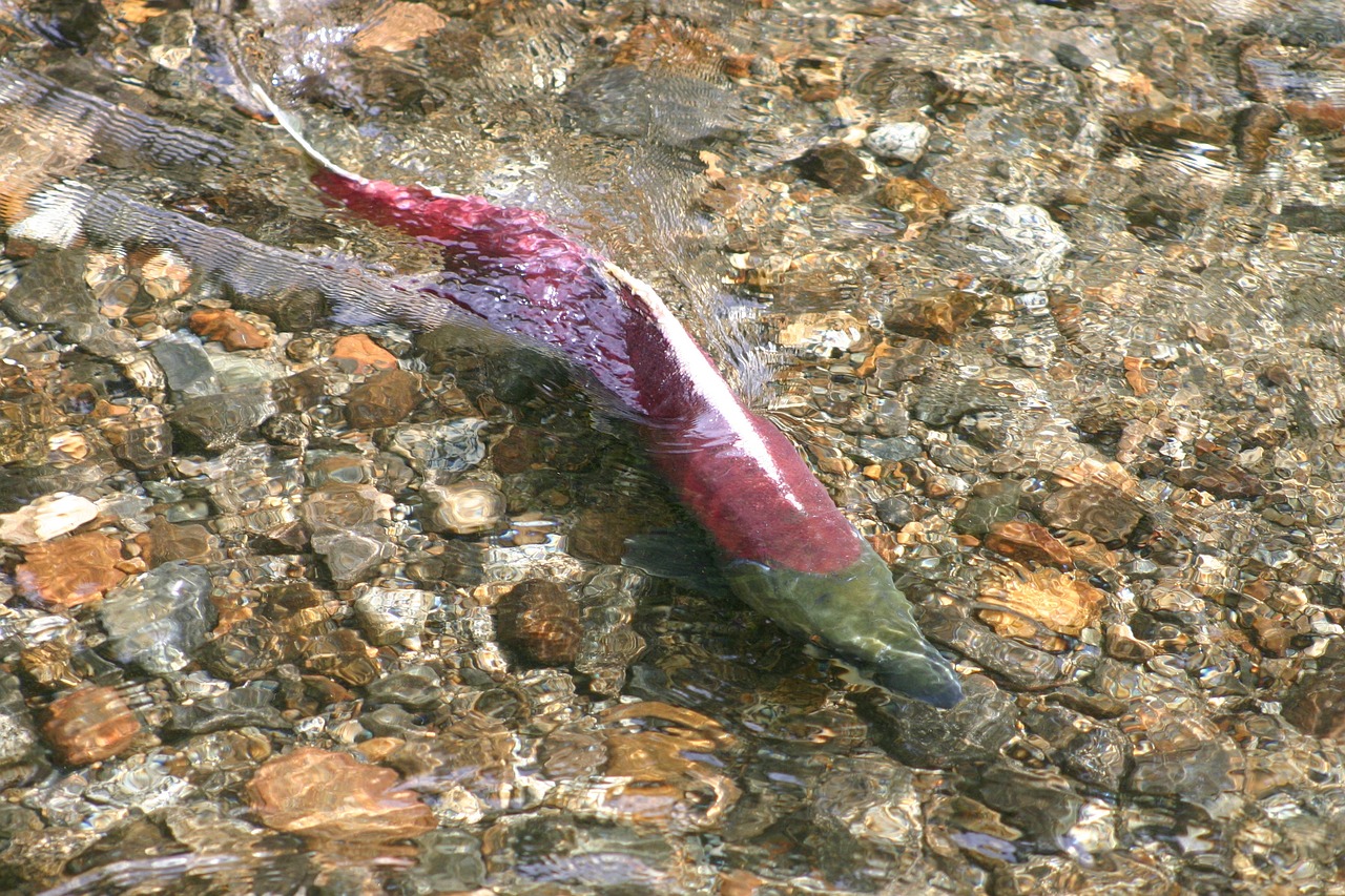 Salmon Fishing Valdez » Alaska Fishing Adventure: Cast A Line…