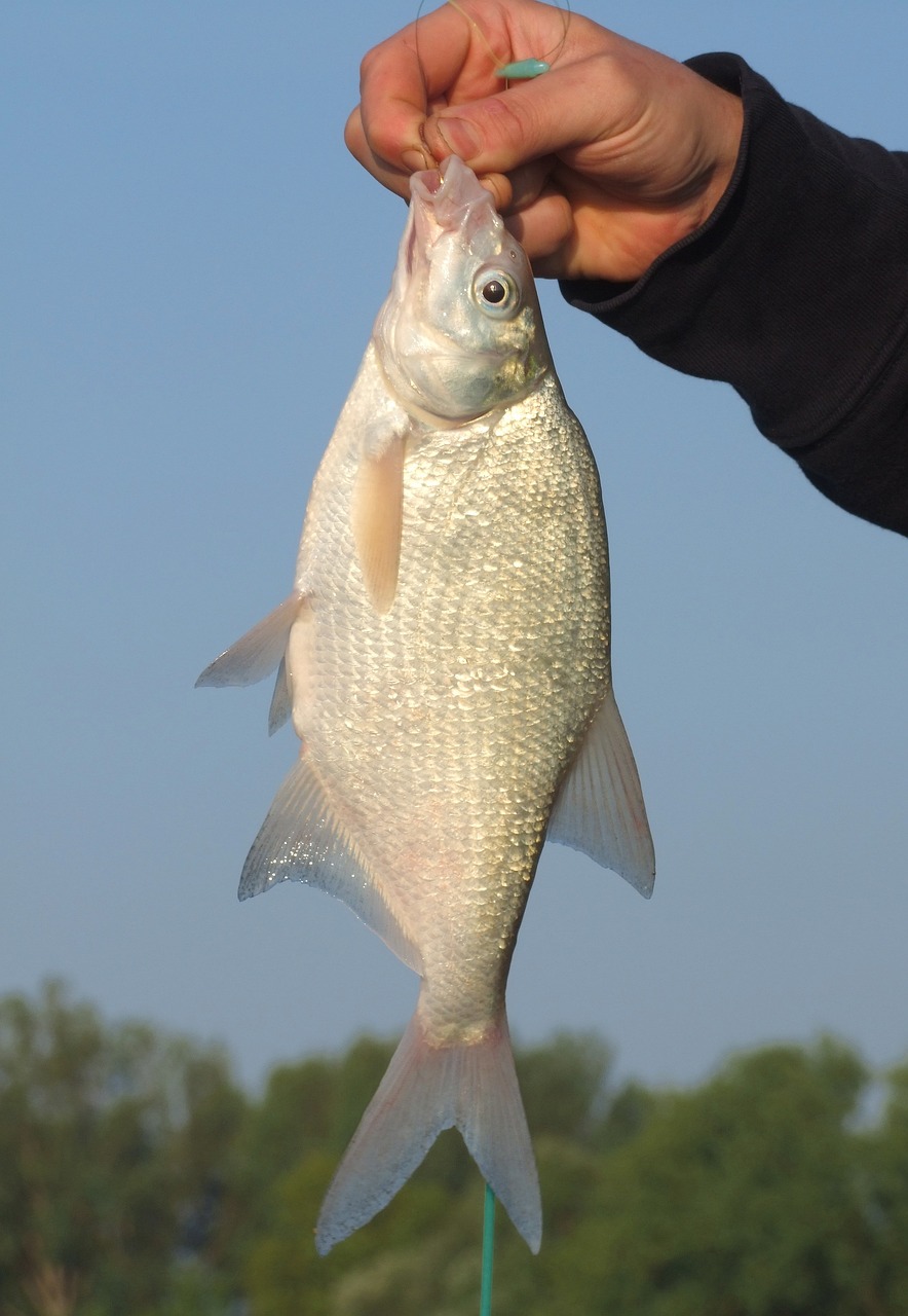 Seasonal Fishing Guide Valdez – Hook, Line, And Sinker: Your…