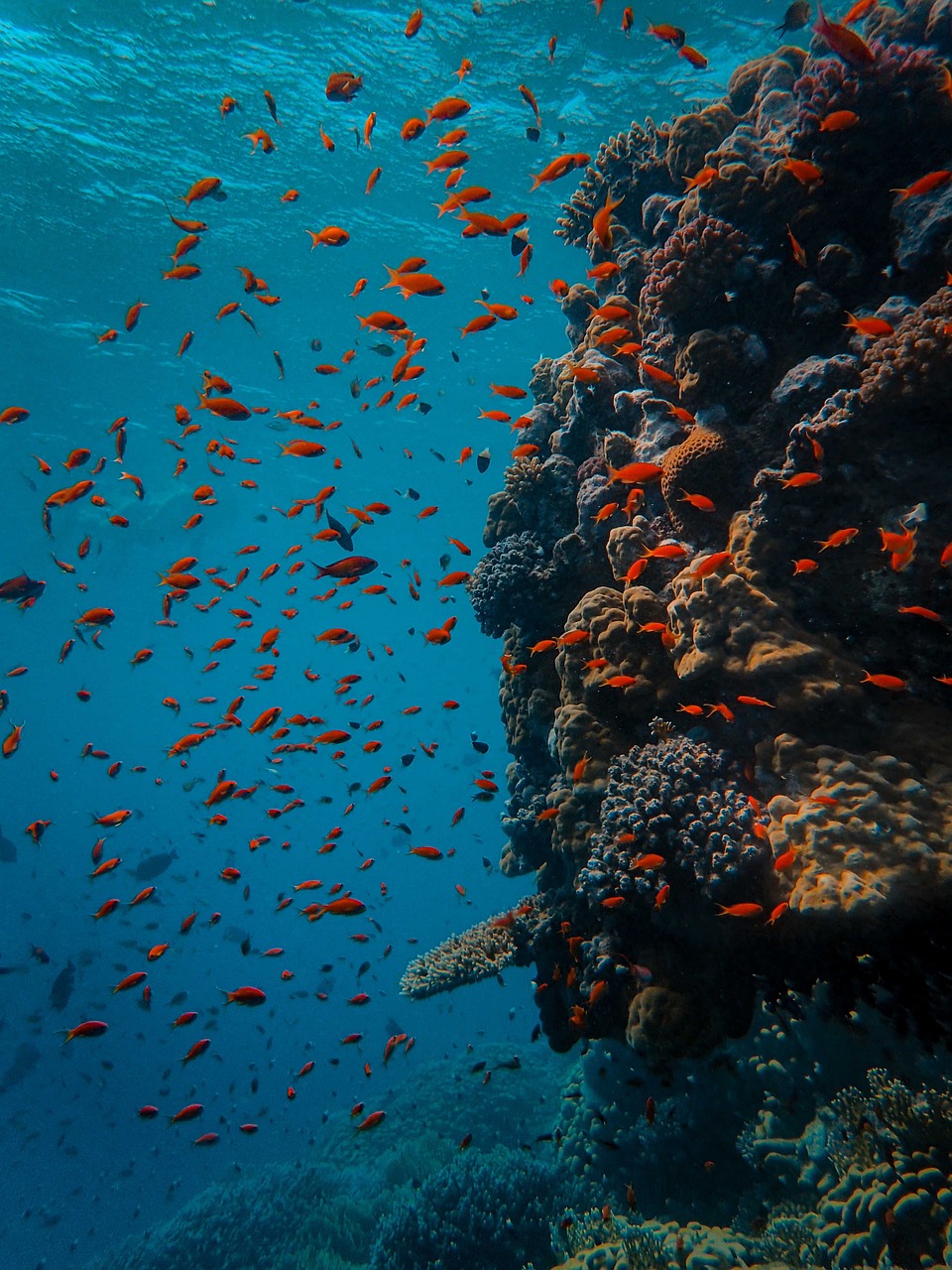 Types Of Fish: Provide Information About The Different Species Of…