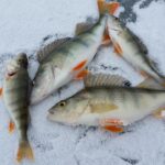 Valdez-Fishing-Derbies-and-Events_and_Guided-Tours