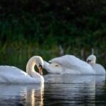 Wildlife-and-nature-tours-in-Valdez_and_Personal-Stories-and-Experiences
