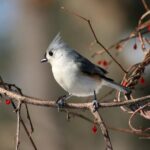Wildlife-and-nature-tours-in-Valdez_and_Wildlife-and-Nature