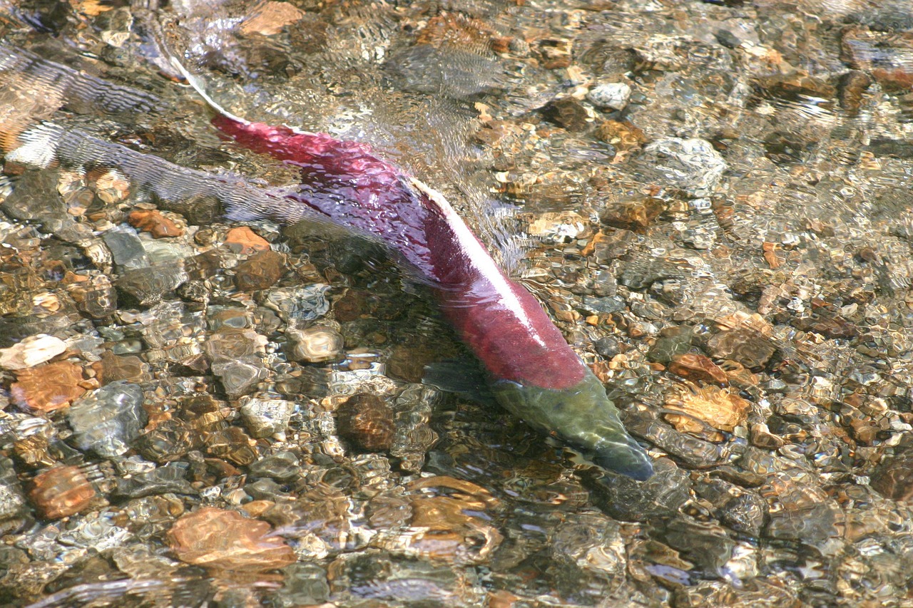 Best Fishing Spots In Valdez, Alaska / Alaska Fishing Adventure:…