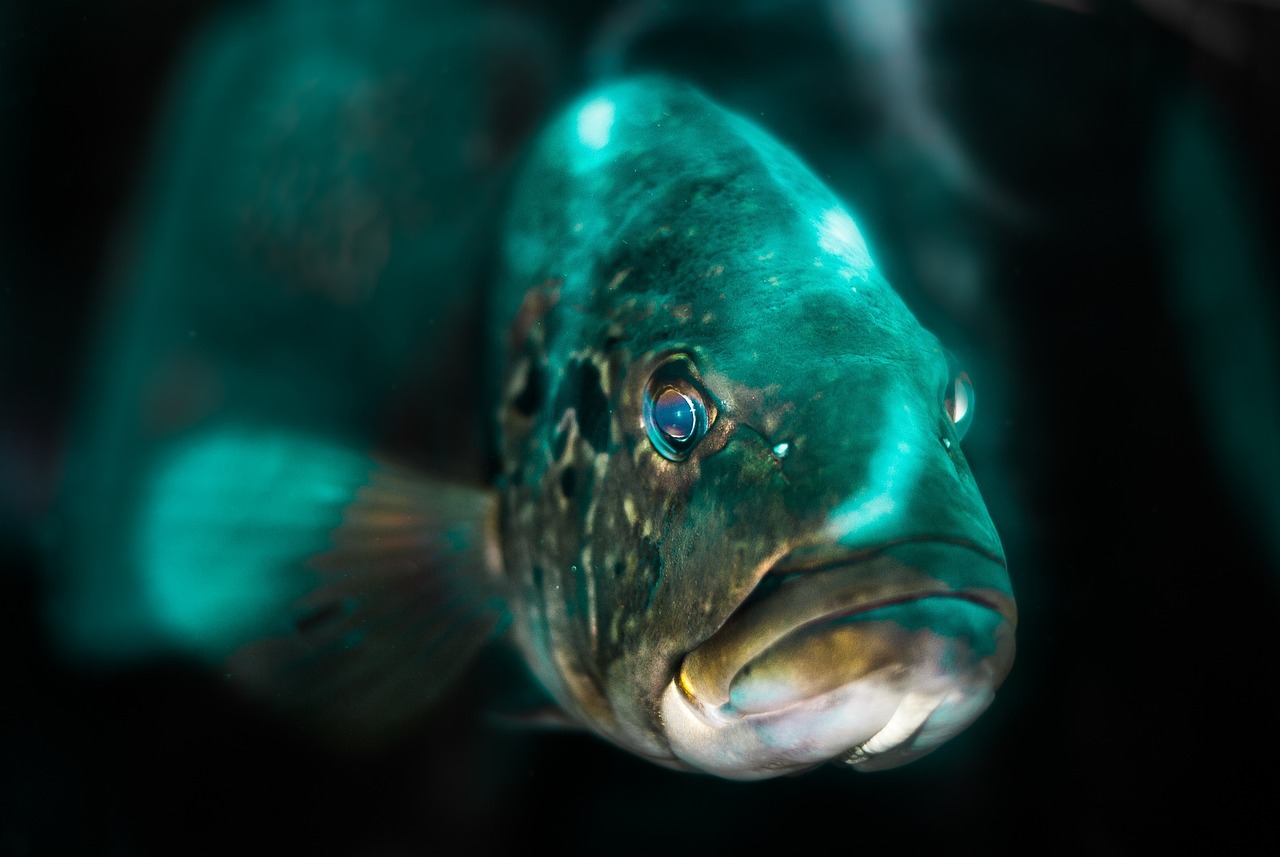 Best Times To Fish In Valdez » Reel In The…