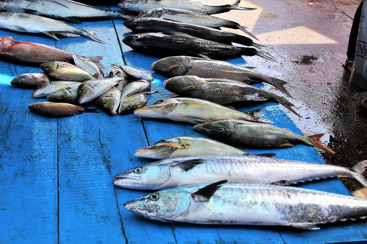 Best Times To Fish In Valdez | Cast Your Line…