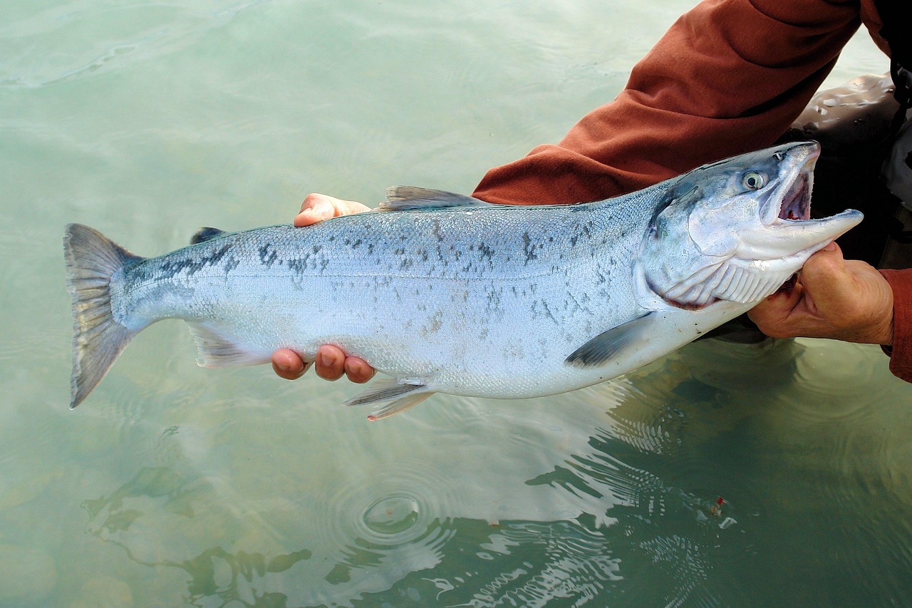 Fishing Techniques For Halibut And Salmon / Alaska Fishing Adventure:…