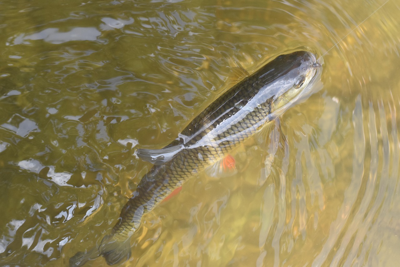 Fly Fishing In Valdez, AK – Cast Your Line In…