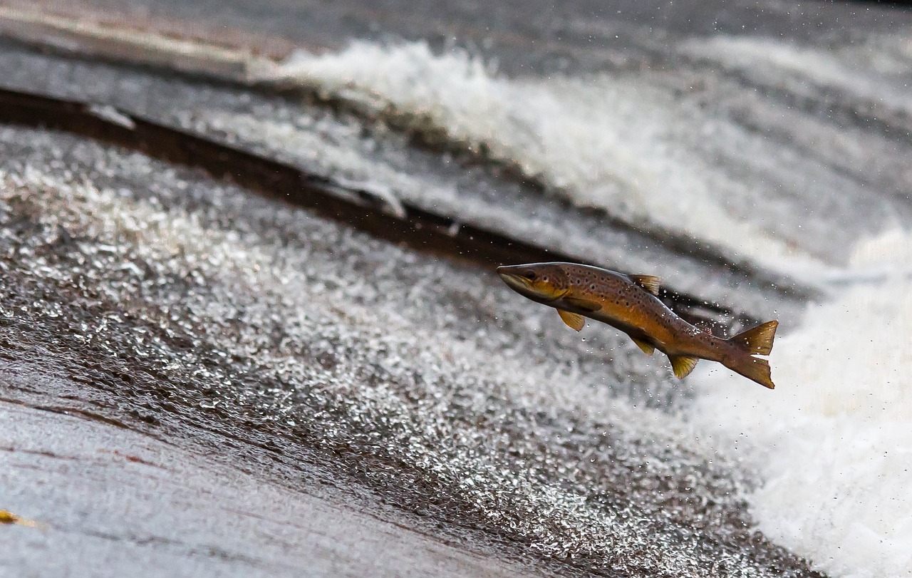 Salmon Fishing Valdez ~ Reel In The Adventure: Alaska Fishing…