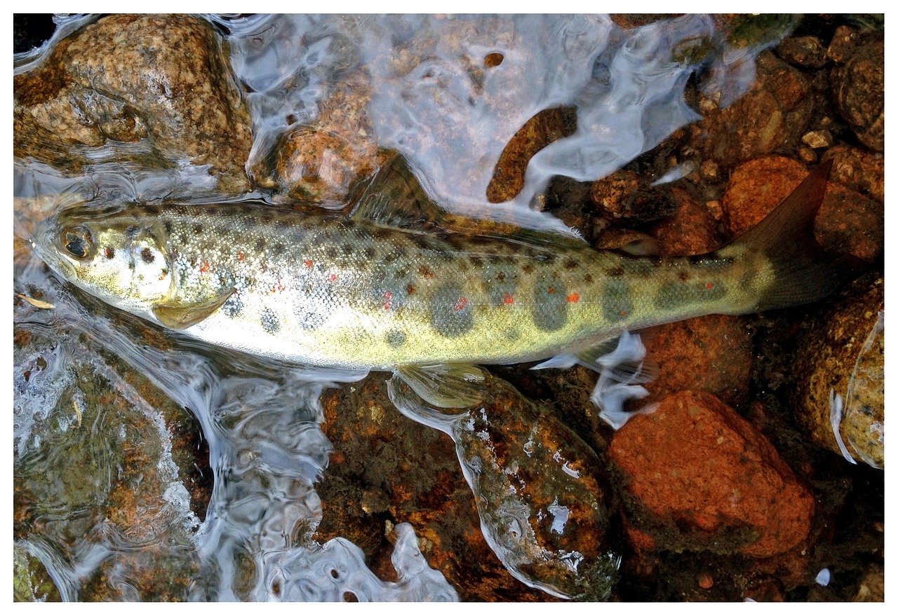 Salmon Fishing Valdez – Get Hooked On Alaskan Adventures: Fishing…