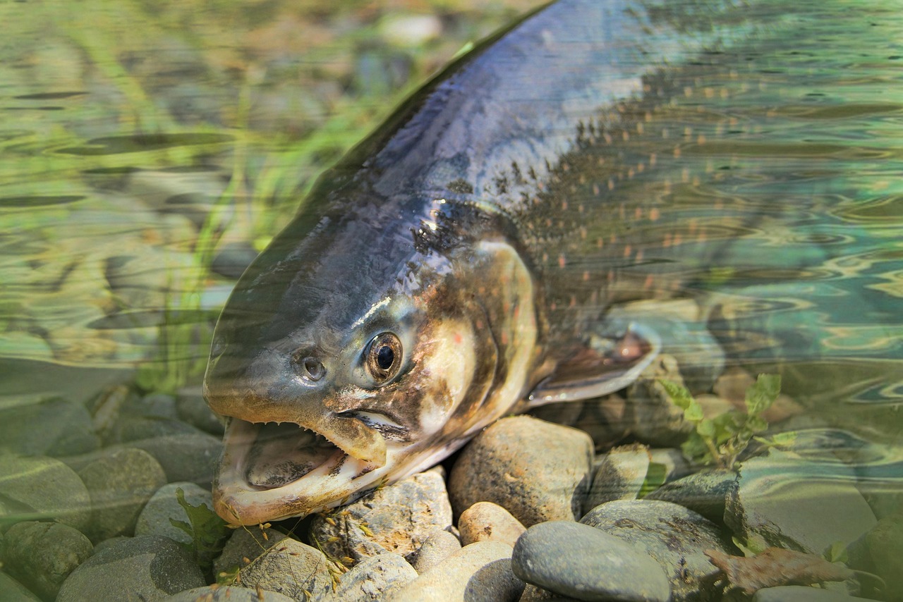 Salmon Fishing Valdez » Get Hooked On Adventure: Alaska Salmon…
