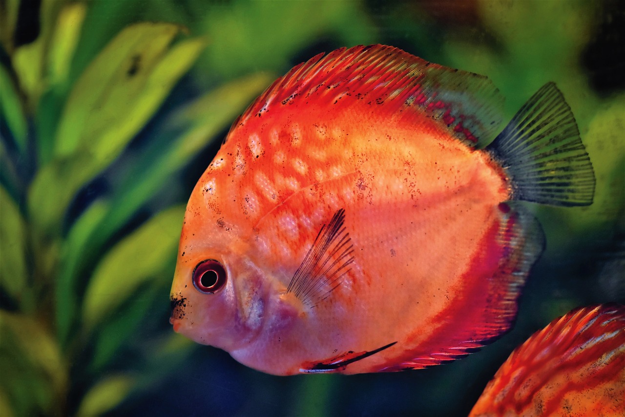 Seasonal Fishing: Discuss The Best Times Of Year For Fishing…