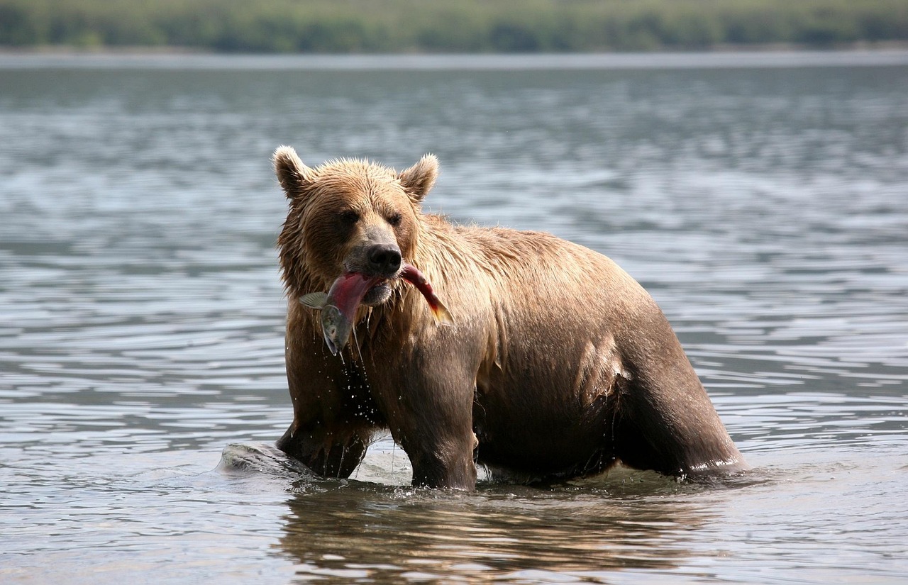 Tips For A Successful Fishing Trip In Valdez / Reel…
