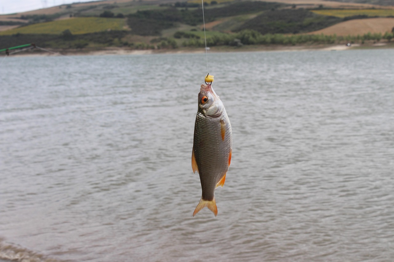 Valdez Fishing Accommodation – Cast Your Line In Alaska’s Wild…