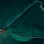 Valdez-fishing-derbies_and_Fishing-Tips-and-Tricks