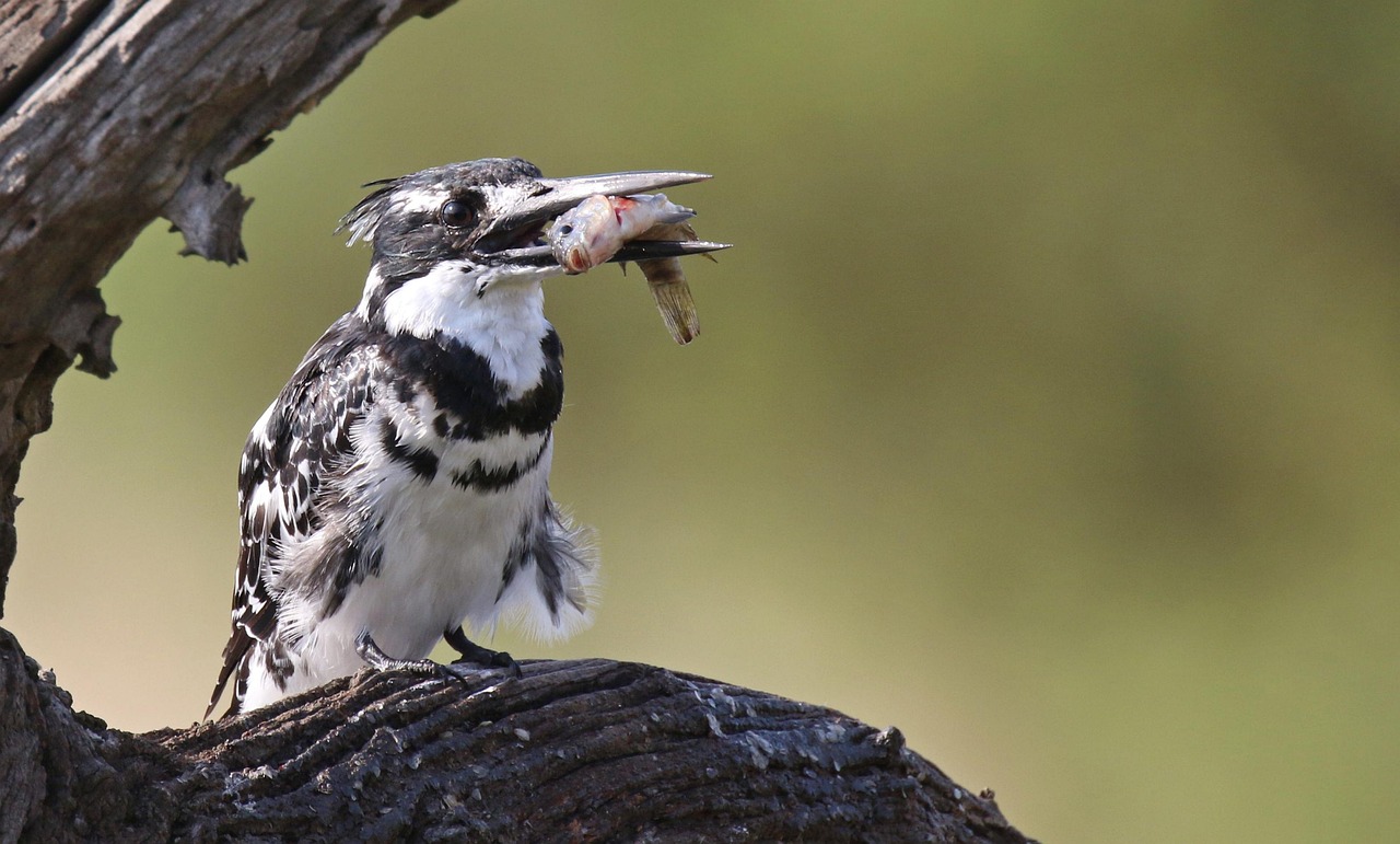 Wildlife And Nature: Highlight The Beautiful Landscapes And Wildlife That…