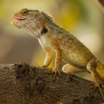 Wildlife-and-nature-tours-in-Valdez_and_Local-Culture-and-Events
