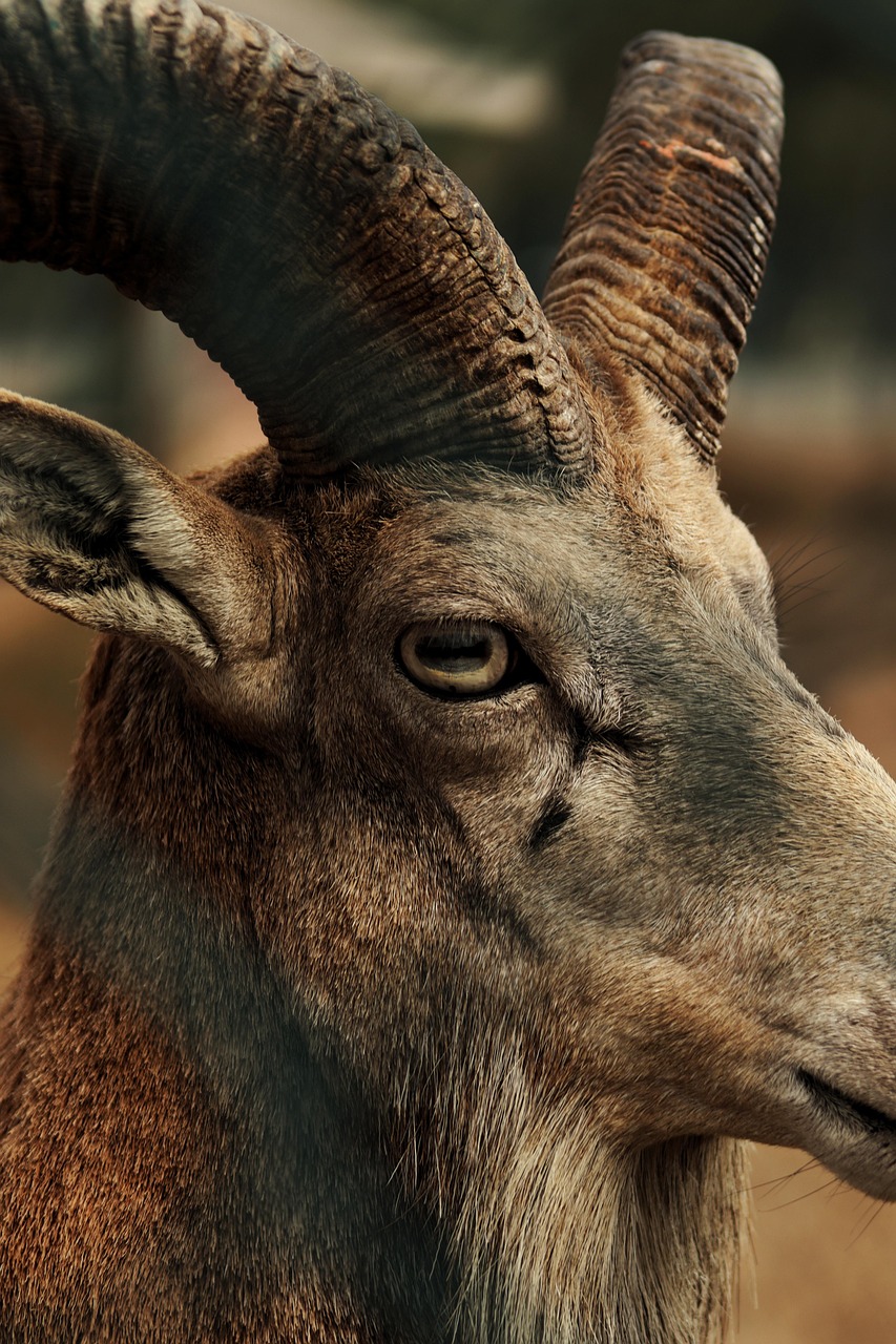 Wildlife And Nature Tours In Valdez ~ Get Ready For…