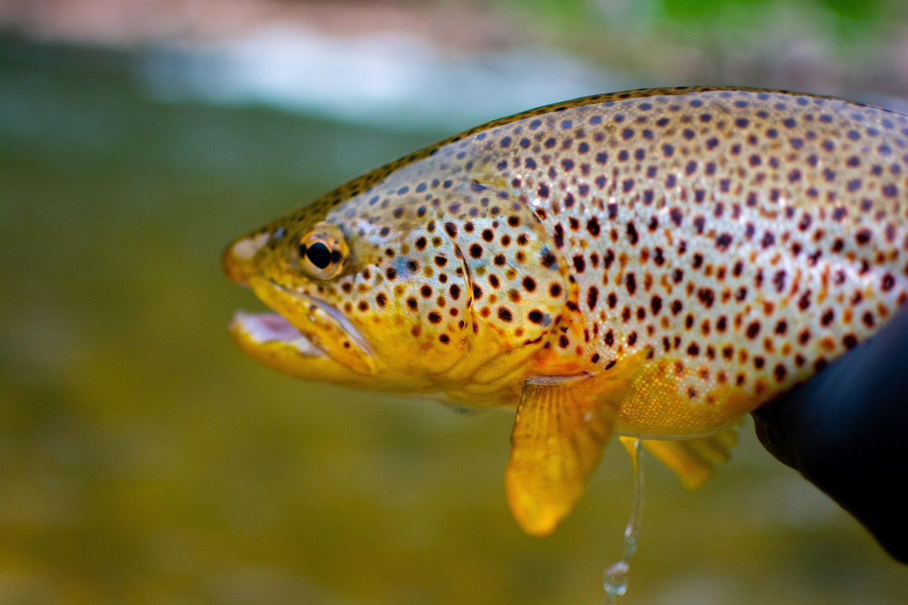 Alaskan Fishing Tours | Cast Your Line In Alaska’s Wilds:…