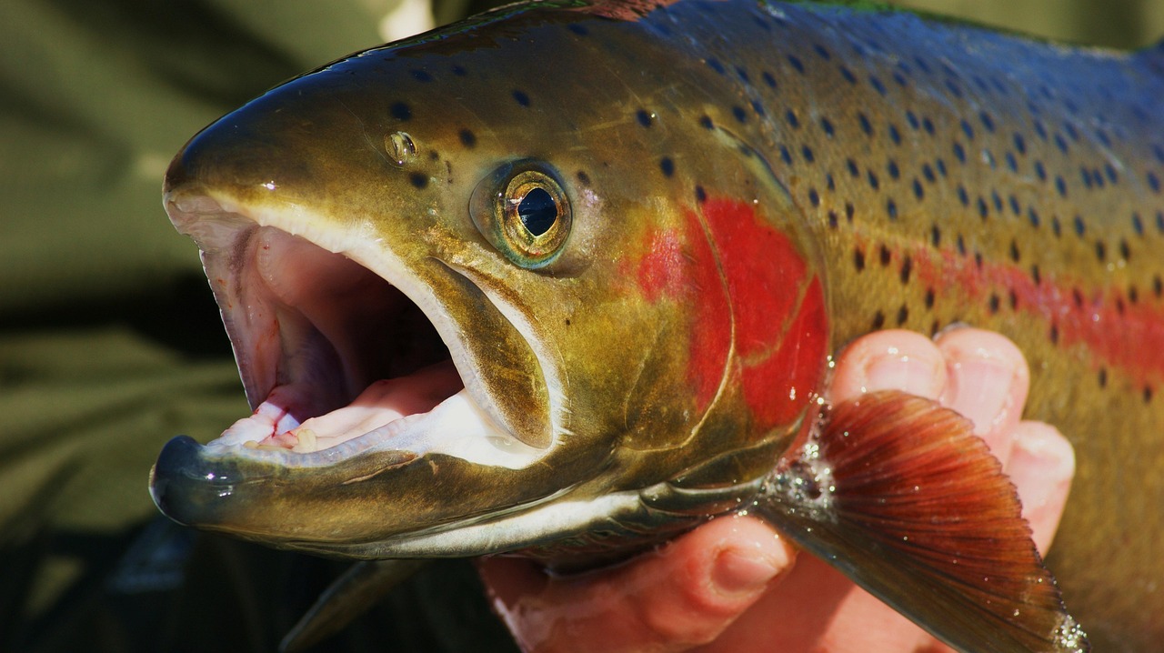 Family-friendly Fishing Tours Valdez | Reel In The Adventure: Family…