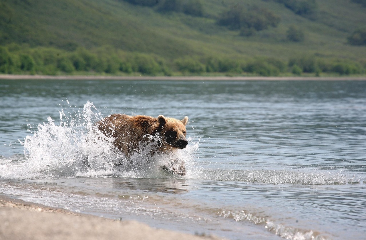 Fishing Techniques For Halibut And Salmon – Dive Into Alaska’s…