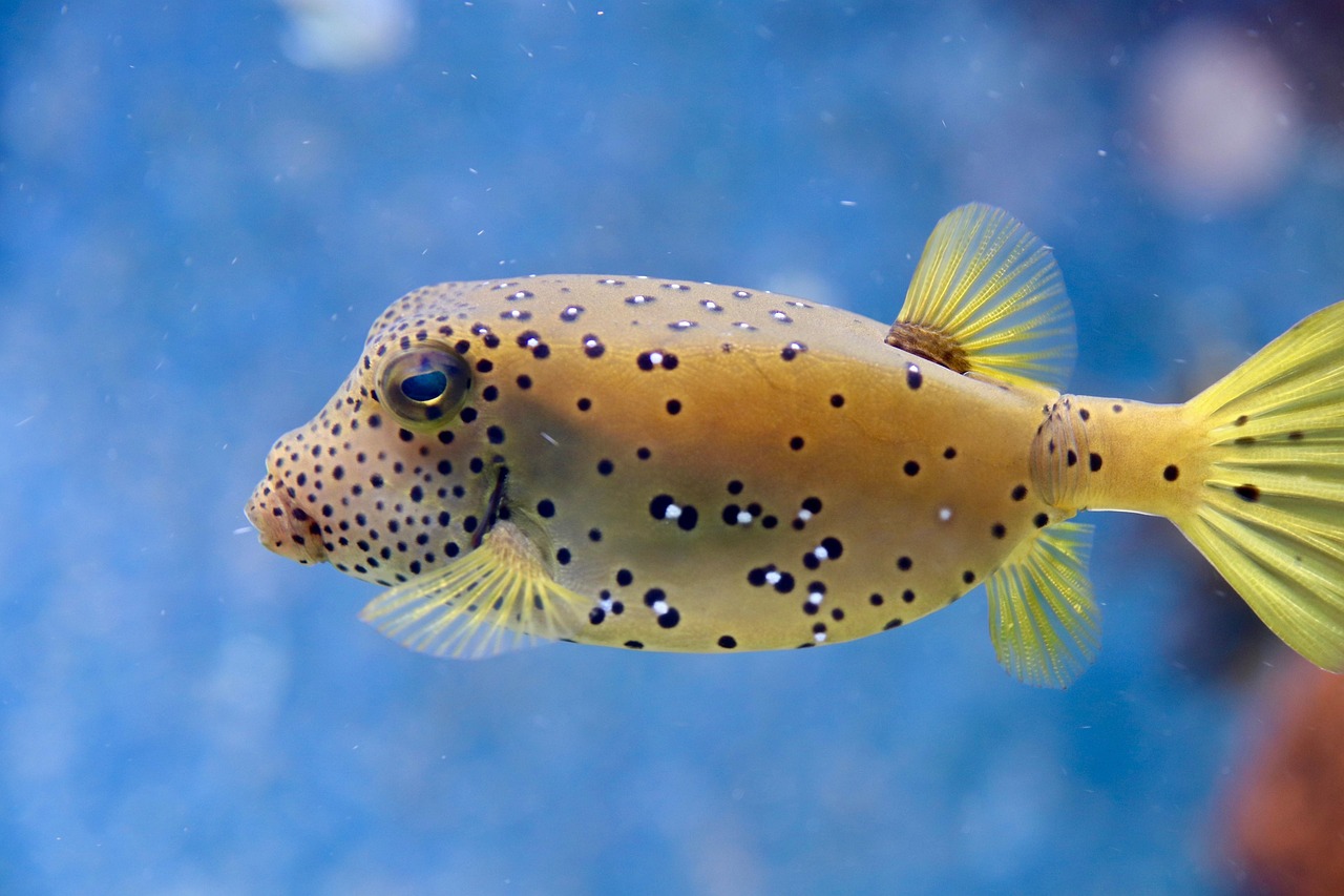 Guided Tours: Feature Various Fishing Tour Operators, Their Services, And…