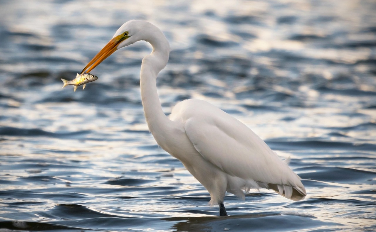 Local Regulations: Provide Information On Fishing Licenses, Permits, And Local…