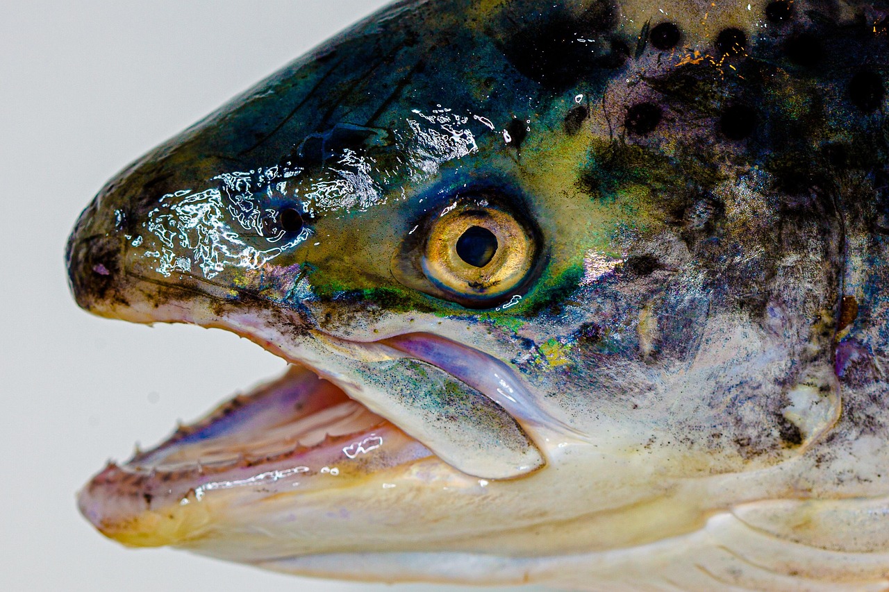 Salmon Fishing Trips Valdez: Unforgettable Adventures Await: Alaskan Salmon Fishing…