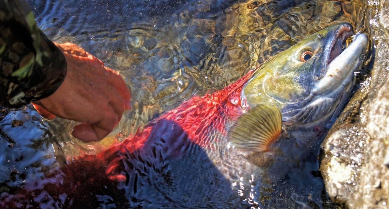 Salmon Fishing Trips Valdez ~ Unleash Your Inner Angler In…
