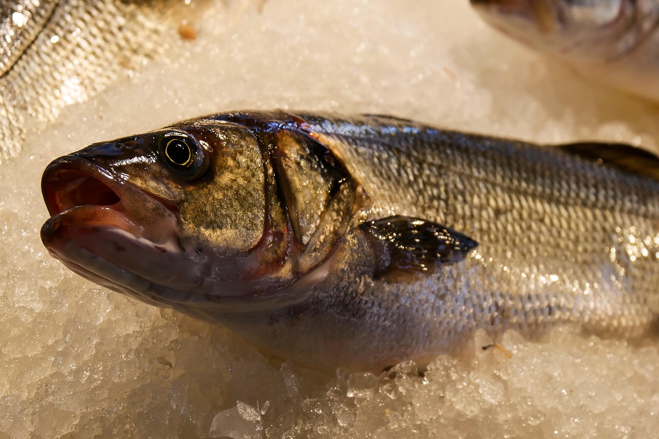 Seasonal Fishing: Discuss The Best Times Of Year For Fishing…