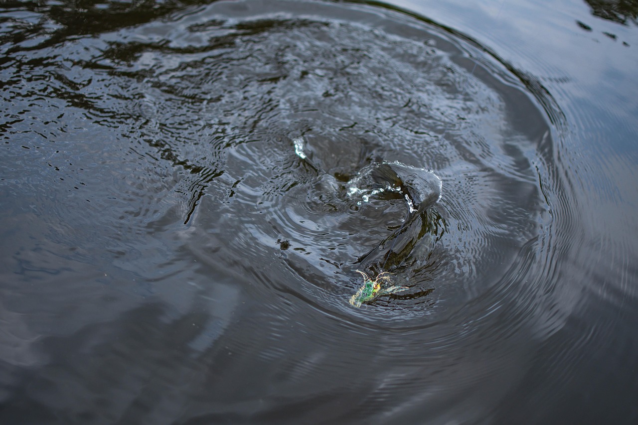 Tips For A Successful Fishing Trip In Valdez: Cast Your…