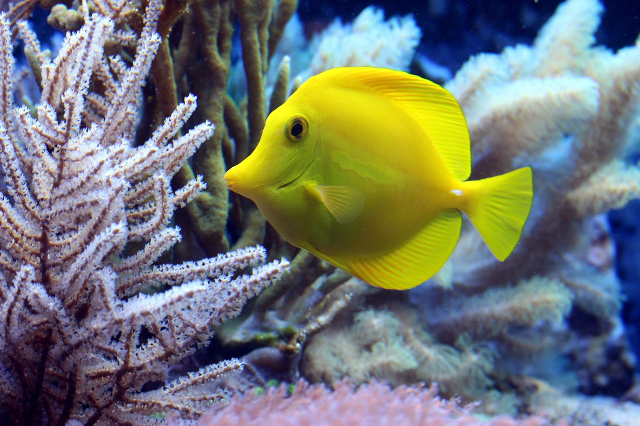 Types Of Fish: Provide Information About The Different Species Of…