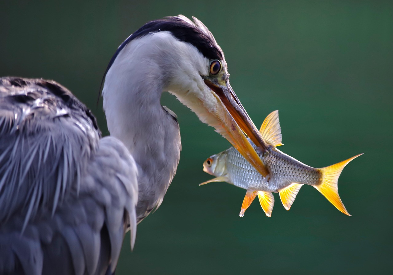 Types Of Fish: Provide Information About The Different Species Of…