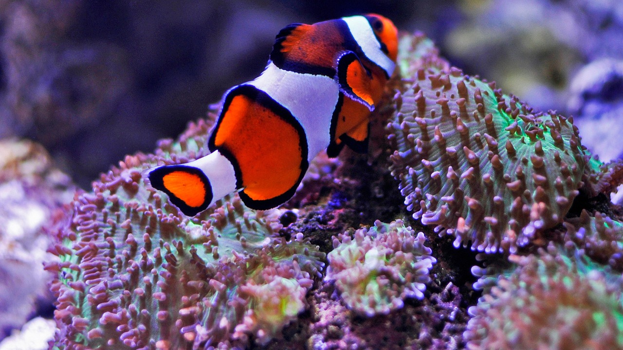 Types Of Fish: Provide Information About The Different Species Of…