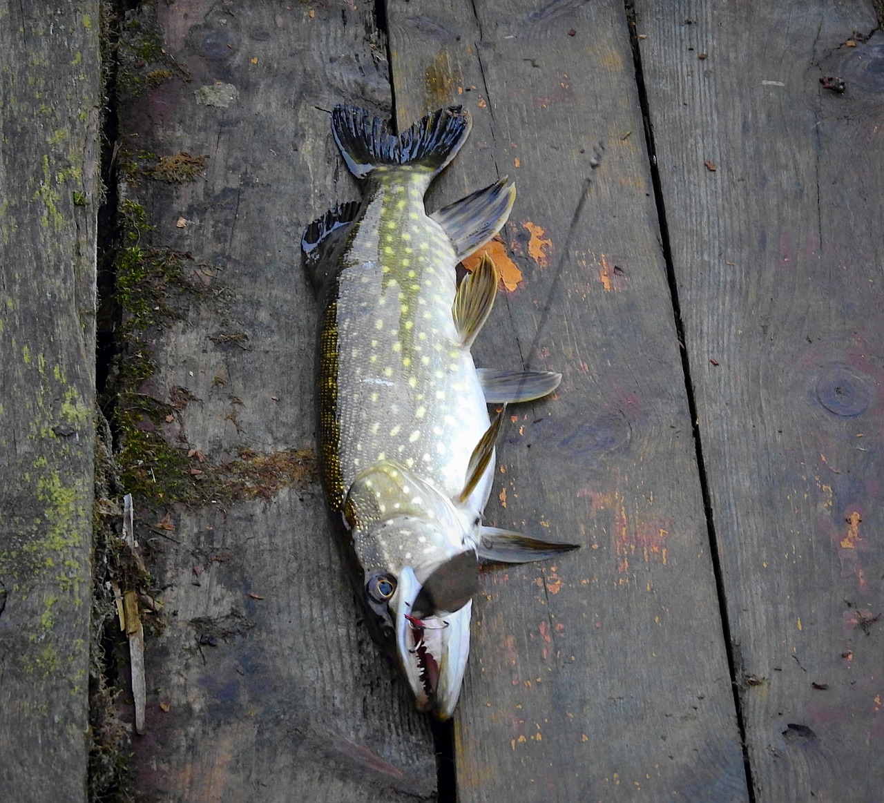 Valdez Fishing Regulations And Permits ~ Reel In The Adventure:…