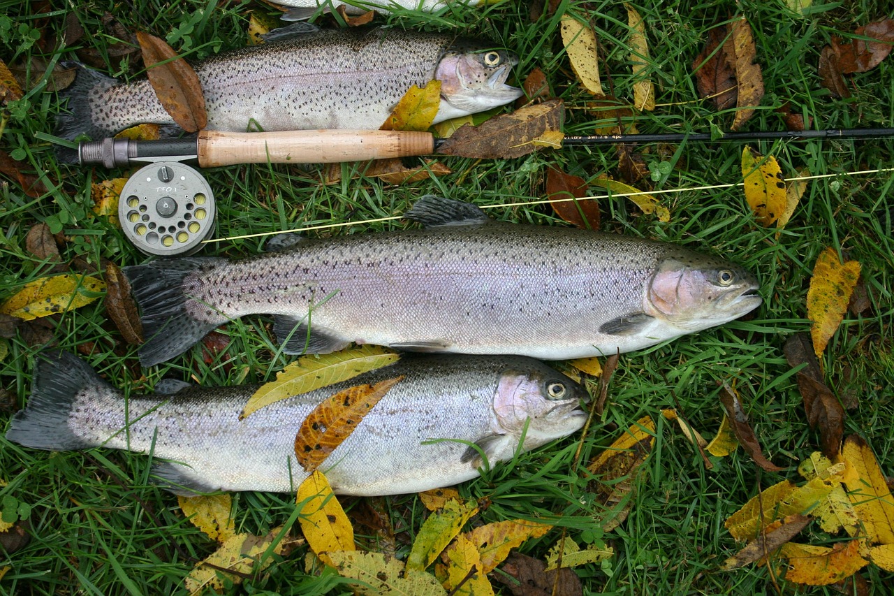 Valdez Fishing Spots – Get Hooked On Alaska Fishing: A…