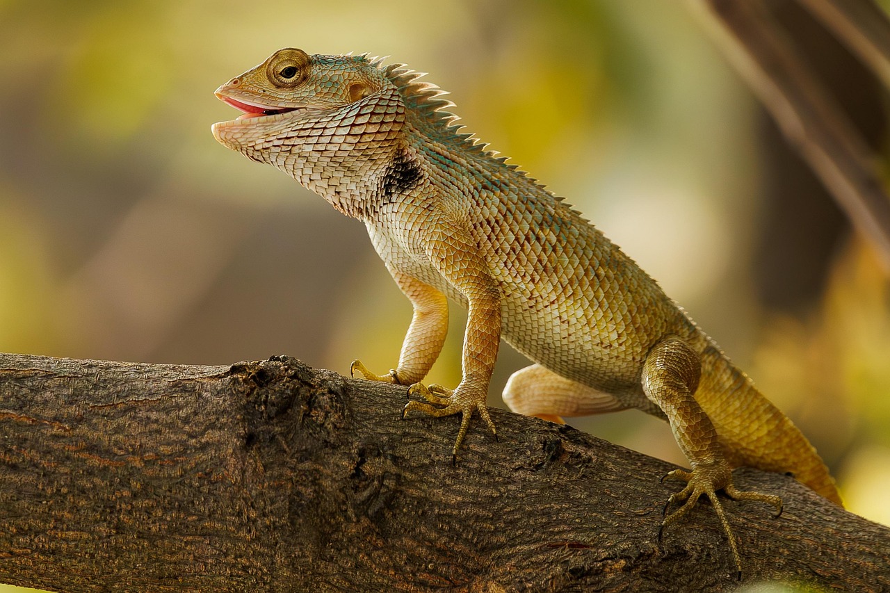 Wildlife And Nature: Highlight The Beautiful Landscapes And Wildlife That…