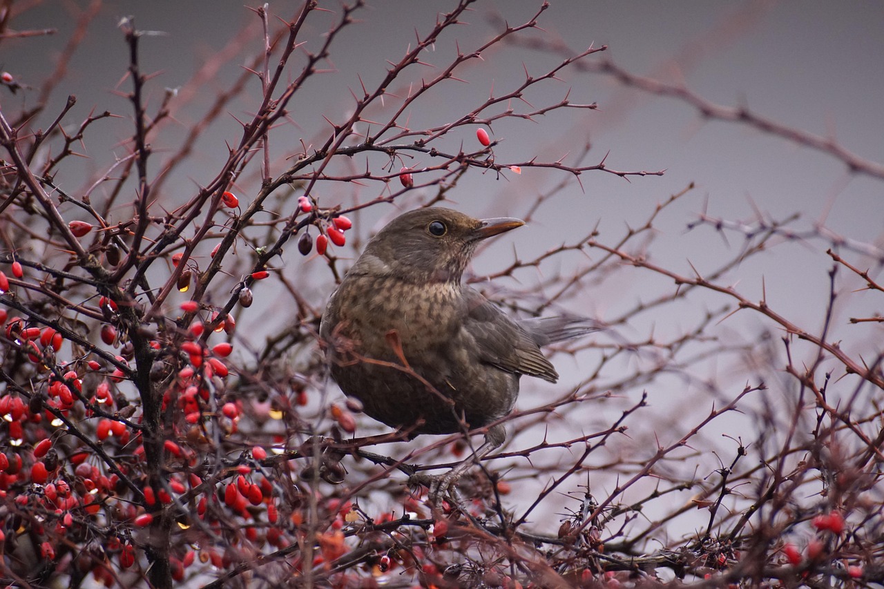 Wildlife And Nature: Highlight The Beautiful Landscapes And Wildlife That…