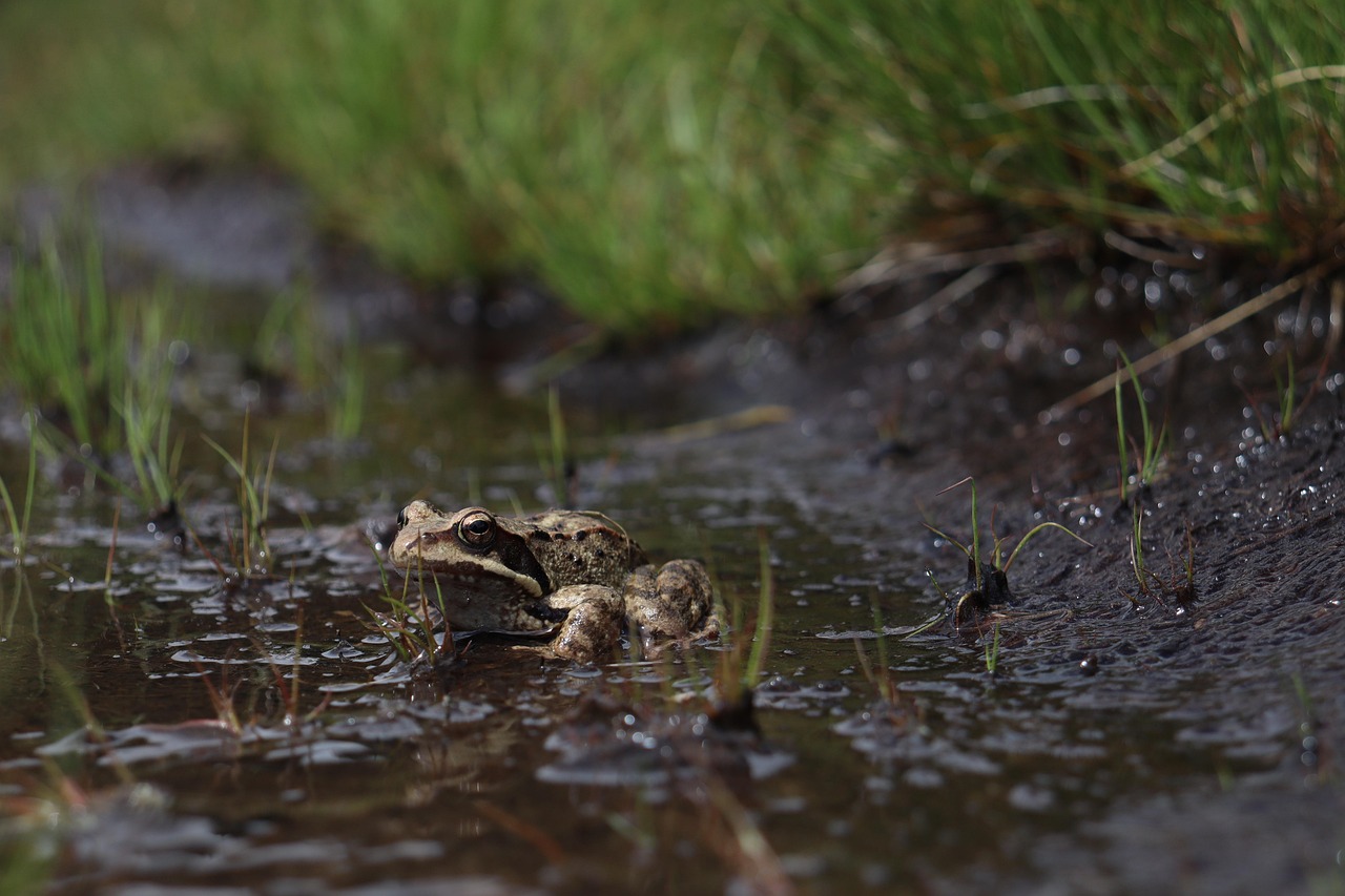Wildlife And Nature: Highlight The Beautiful Landscapes And Wildlife That…