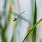 Wildlife-and-Scenery-in-Valdez_and_Fishing-Techniques