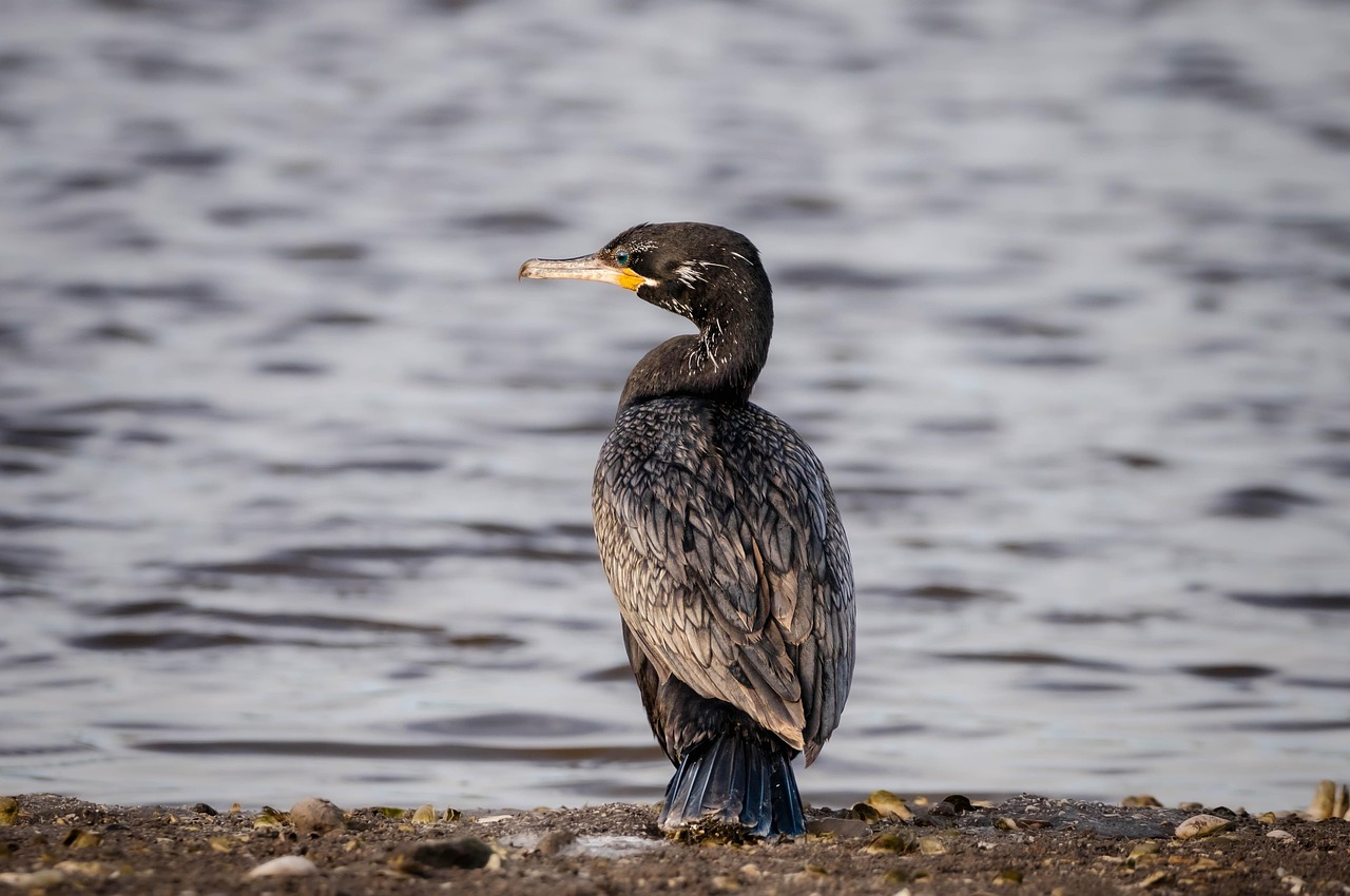 Wildlife And Scenery In Valdez / Alaska Fishing, Wildlife, And…