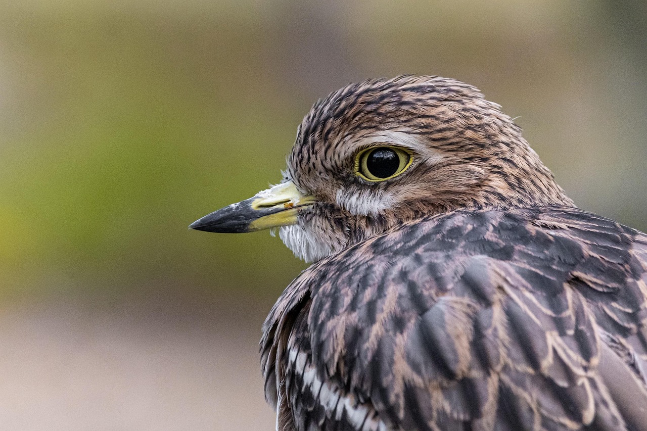 Wildlife And Nature Tours In Valdez | Get Hooked On…
